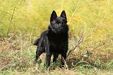 SCHIPPERKE 417